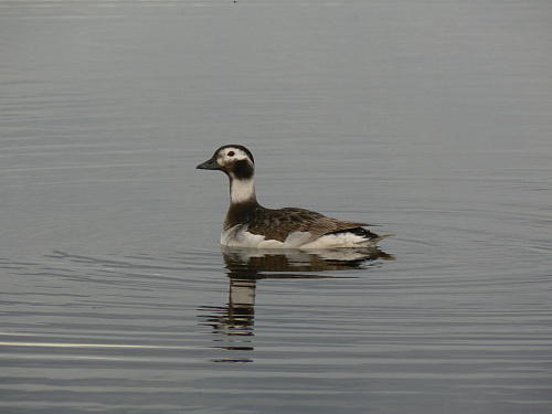 ����� ��������